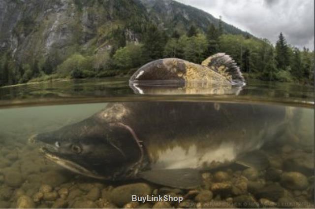 Melting glaciers may produce recent mild salmon habitat, thought finds