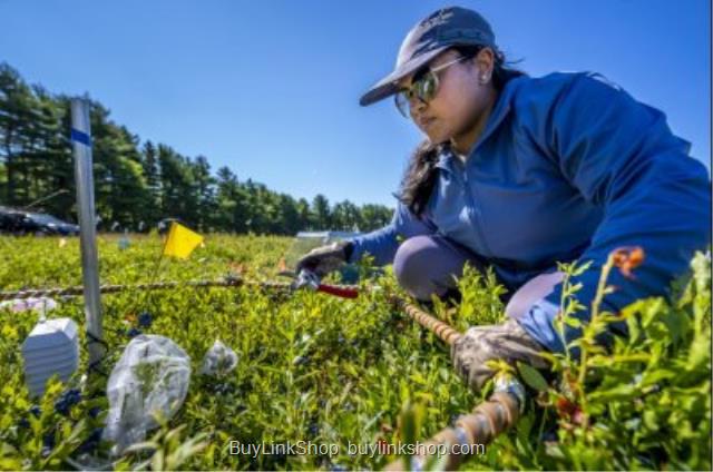 Farmers, researchers attempt ways to buttress blueberry fields counter air alter