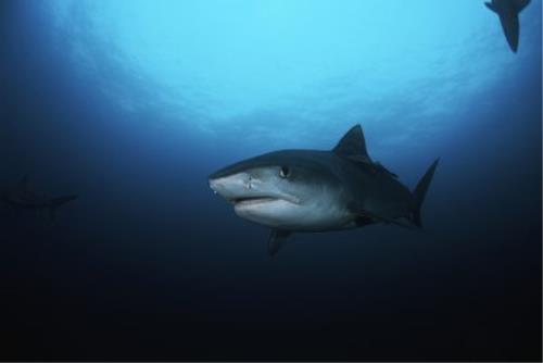 Nations vote to amplify safeguard to odd 50 shark species